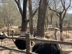 -青藏高原野生动物园