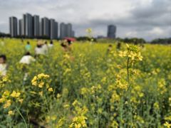 -光明小镇欢乐田园