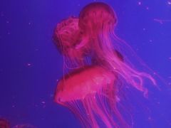 -芜湖新华联大白鲸海洋公园