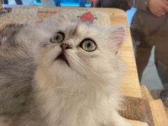 -胖哥俩肉蟹煲(宿迁宝龙广场店)