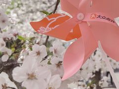 -顾村公园