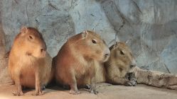 -Zoolung Zoolung动物主题公园(海信广场店)