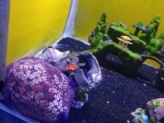 -芜湖新华联大白鲸海洋公园