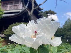 -龙华寺