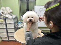 -鑫艺宠物美容培训学校