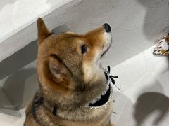 -柴务处·柴犬主题狗咖
