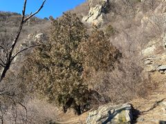 -北京鹫峰国家森林公园