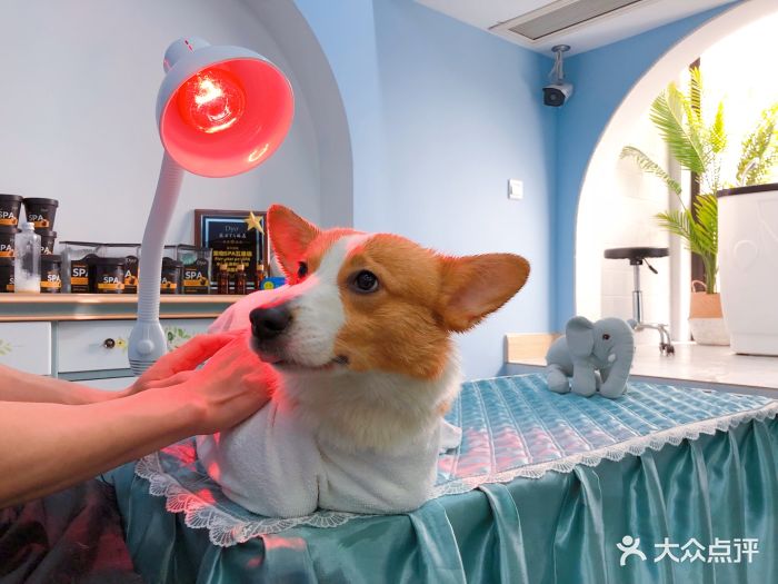 pony pet shop 小马儿宠物宠物精油按摩图片 - 第550张