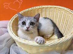 -猫宠乐园·专业洗护