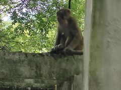 -黔灵山公园