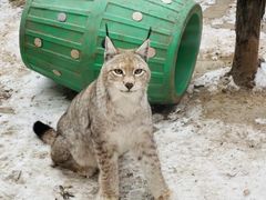 -青藏高原野生动物园