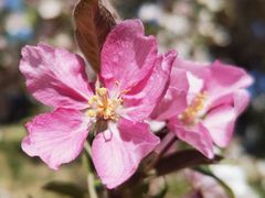 -海棠花溪(元大都城垣遗址公园)