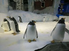 -芜湖新华联大白鲸海洋公园