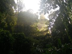 -莫里热带雨林景区
