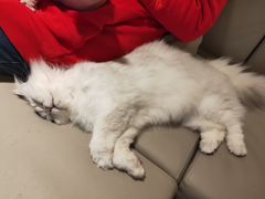 -猫腻·猫咖·撸猫馆(星光大道店)