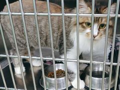 -瑞派动物医院·猫专科·至诚(江南中分院)