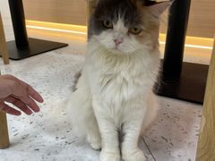 -喵园·猫主题咖啡厅·撸猫·猫咖(国贸店)