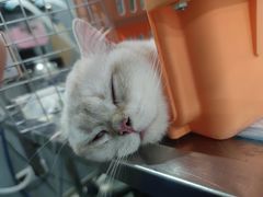 -伟伟宠物医院·CT影像中心·瑞派犬猫综合性门诊(汉口总院)