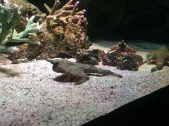 -暹罗海洋世界