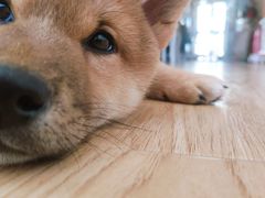 -柴源莊·柴小宠柴犬咖啡