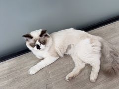 -良伴无忧宠物医院(泰欣嘉园店)