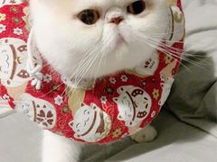 -叮叮猫咪生活馆