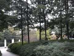 -神仙树公园