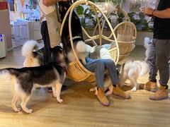 -Husky Go! 哈士奇体验馆·宠物咖啡厅狗咖