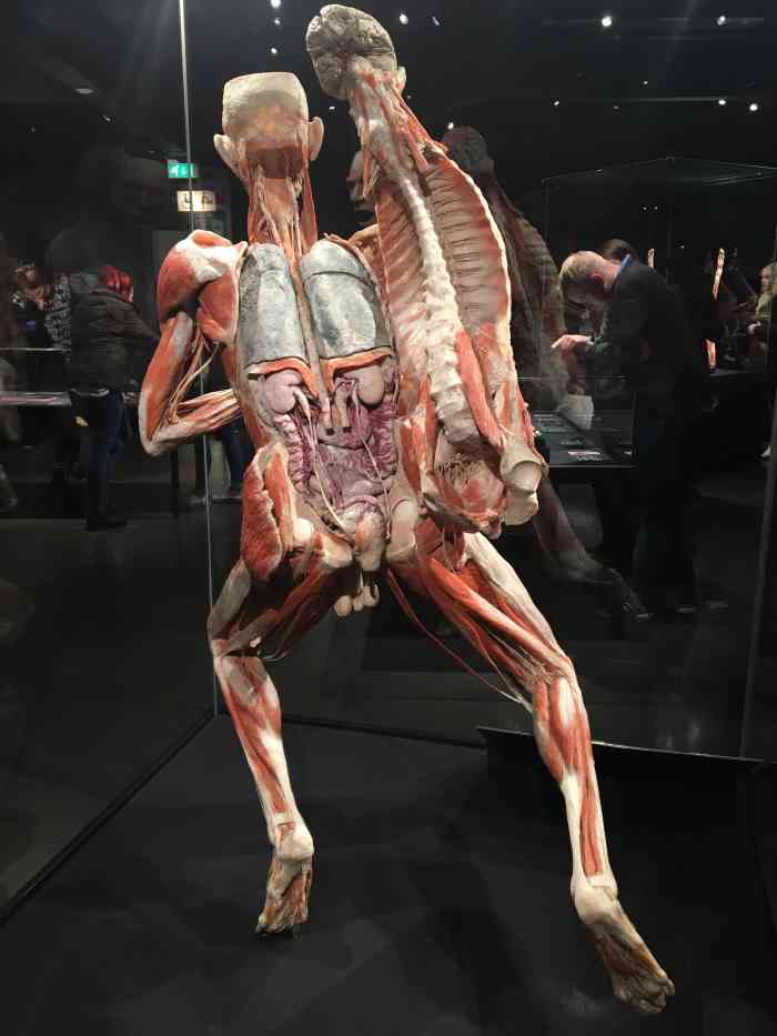 人体世界展览-"人体是一个很神奇的东西,我们可以轻松自如.