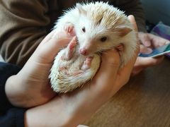 -藦茜花园宠物主题亲子互动体验馆(国顺东路店)