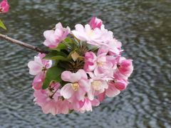 -海棠花溪(元大都城垣遗址公园)