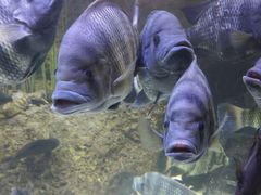 -上海海洋水族馆