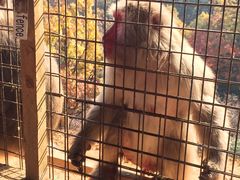 -岚山猴子公园