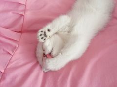 -喵zoo家庭繁育猫舍(尖东智能花园店)