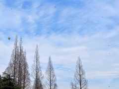 -上海滨江森林公园