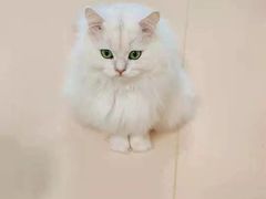 -猫在这儿猫咪咖啡馆·撸猫馆