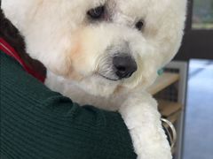 -瑞鹏宠物医院·宠保定点·心脏科·内科(御桥分院)