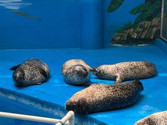 -海合安成都极地海洋公园