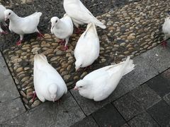 -飞来湖湿地公园