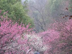 -杭州植物园