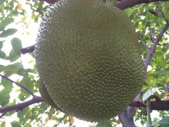 -五世皇金柚木行宫(维护中)