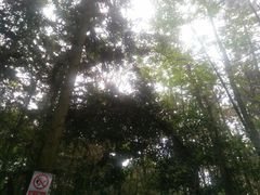 -象山森林公园