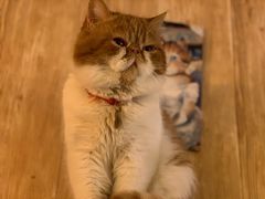 -名猫咖啡馆·撸猫·拼豆