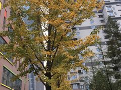 -皇冠幸福里动物奶油生日蛋糕(光谷软件园店)