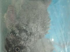 -宾朋海鲜特色美食餐厅·纯手工鲅鱼水饺(兴海路店)