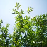 五一假期害怕人太多选择了就近的古镇来玩！