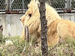 -石家庄市动物园