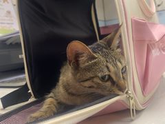 -中农国际动物医院24小时·猫科·骨科·急重症中心