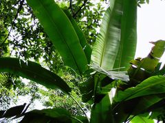 -西双版纳原始森林公园