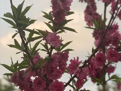 -北京西山国家森林公园